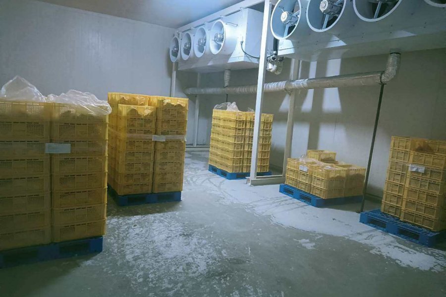 chicken blast freezer room